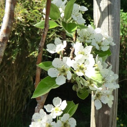 Obstblüte